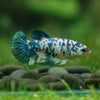 Blue/Green Dalmatian Plakat- Female