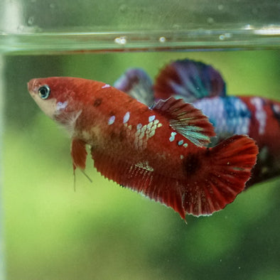 Multicolor/ Galaxy Koi Plakat- Female- 13 Weeks Old