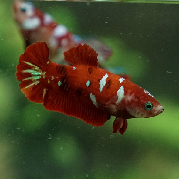 Multicolor/ Galaxy Koi Plakat- Female- 13 Weeks Old