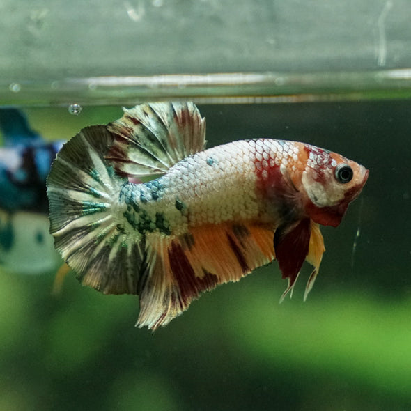 Multicolor/Galaxy Koi Plakat -11 weeks Old