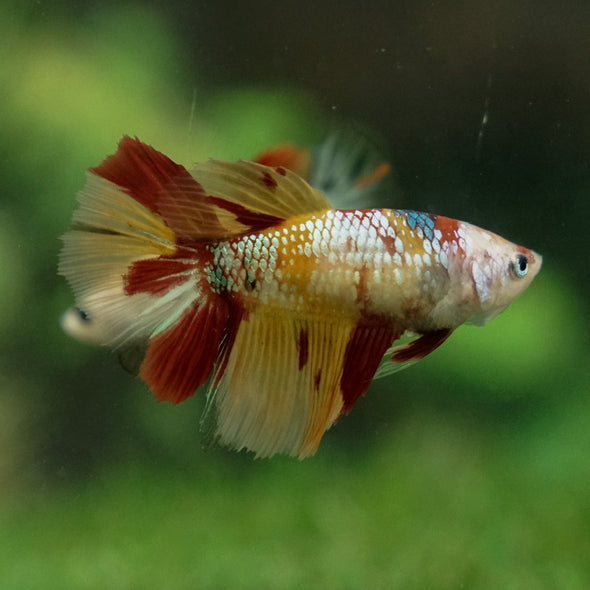 Multicolor/ Galaxy Koi Halfmoon - Female- 13 Weeks Old