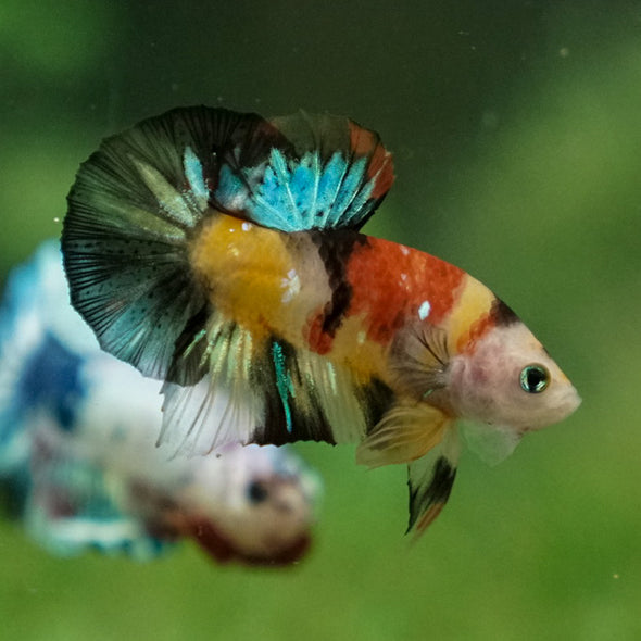 Multicolor/Galaxy Koi Plakat -11 weeks Old