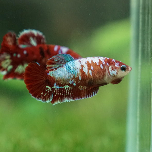 Multicolor/ Galaxy Koi Plakat- Female- 13 Weeks Old