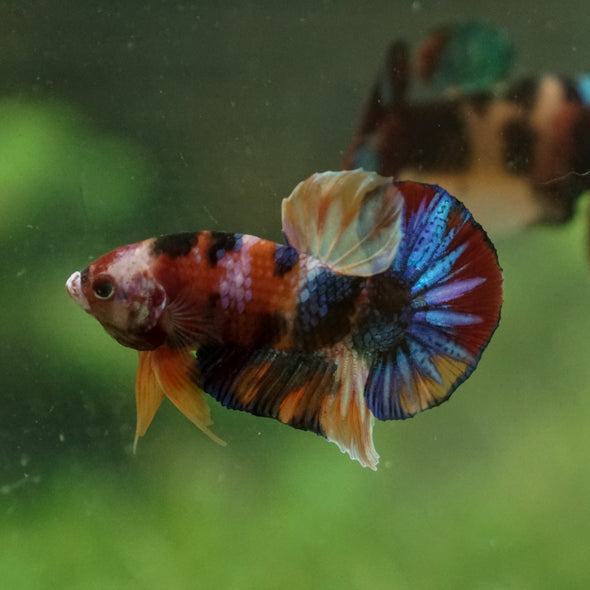 Multicolor/Galaxy Koi Plakat -13 weeks Old