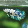 Blue/Green Dalmatian Plakat- Female