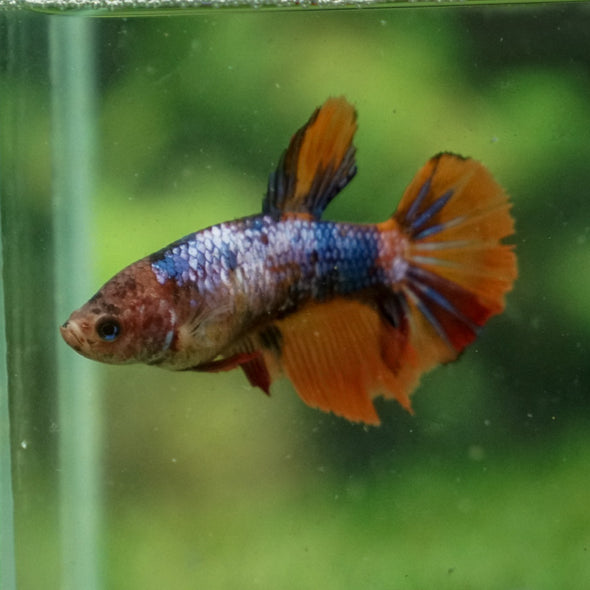 Multicolor/ Galaxy Koi Halfmoon - Female- 14 Weeks Old