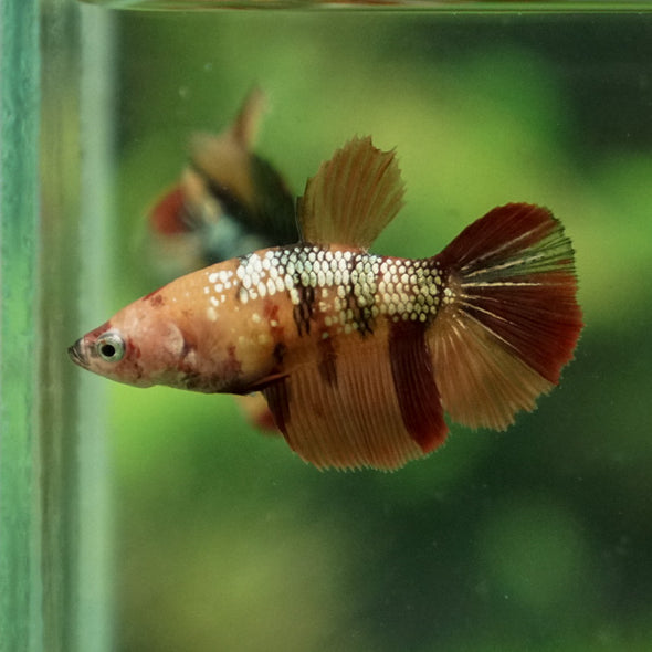 Multicolor/ Galaxy Koi Halfmoon - Female- 14 Weeks Old