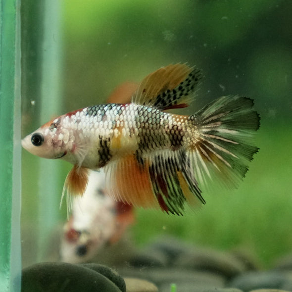 Multicolor/ Galaxy Koi Halfmoon - Female- 14 Weeks Old