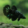 Black Galaxy Koi (Avatar) Halfmoon - Female- 13 Weeks Old