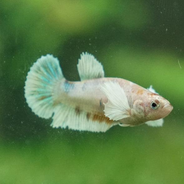 Candy Koi Plakat- Female- 9 Weeks Old