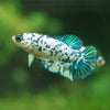 Blue/Green Dalmatian Plakat- Female