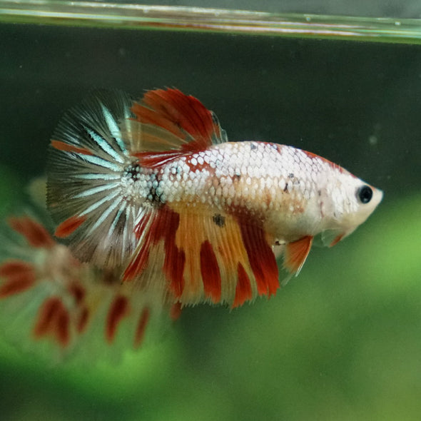 Multicolor/ Galaxy Koi Halfmoon - Female- 13 Weeks Old