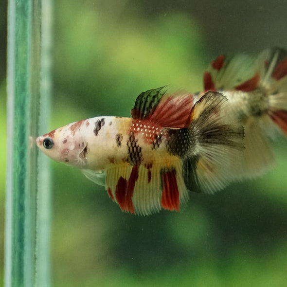 Multicolor/ Galaxy Koi Halfmoon - Female- 13 Weeks Old