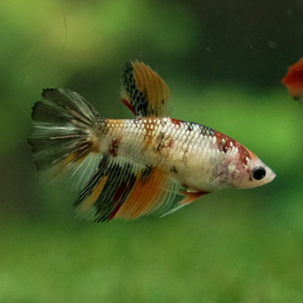 Multicolor/ Galaxy Koi Halfmoon - Female- 14 Weeks Old