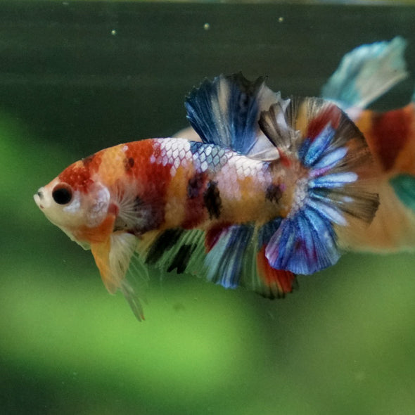 Multicolor/Galaxy Koi Plakat -16 weeks Old