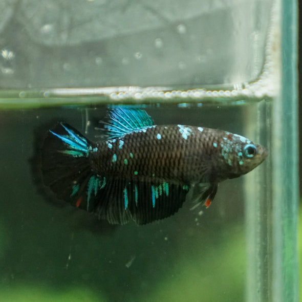 Black Galaxy Koi (Avatar) Halfmoon - Female- 13 Weeks Old