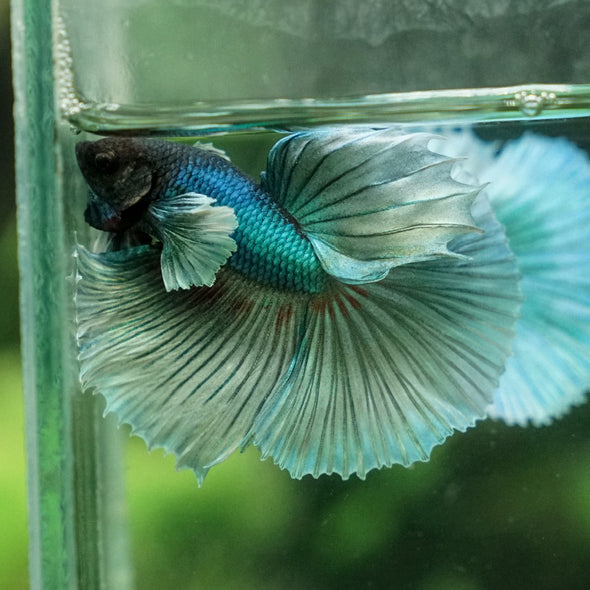 Dumbo Halfmoon - 9 weeks old