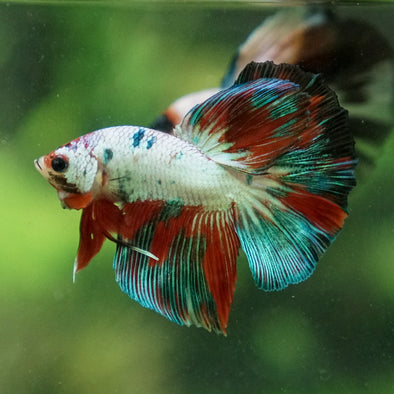 Candy/Galaxy Koi Halfmoon - 11 weeks old