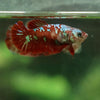 Multicolor/ Galaxy Koi Plakat- Female- 13 Weeks Old