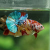 Multicolor/Galaxy Koi Plakat -11 weeks Old