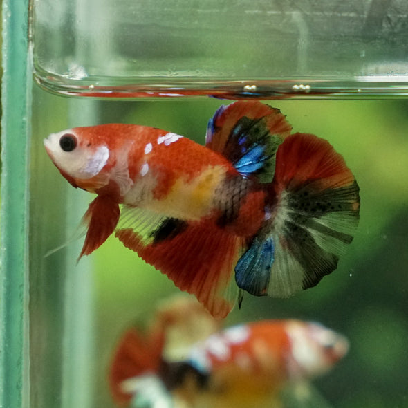 Multicolor/Galaxy Koi Plakat -11 weeks Old