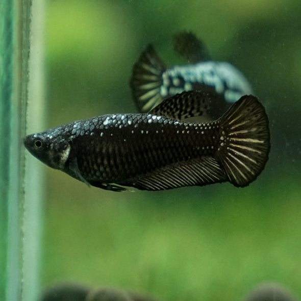Black Samurai Plakat- Female- 14 Weeks Old