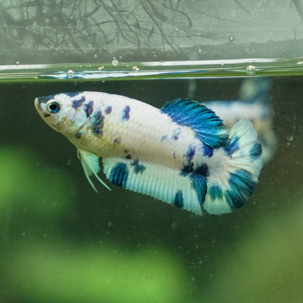 Blue/Green Dalmatian Plakat- Female