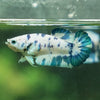 Blue/Green Dalmatian Plakat- Female