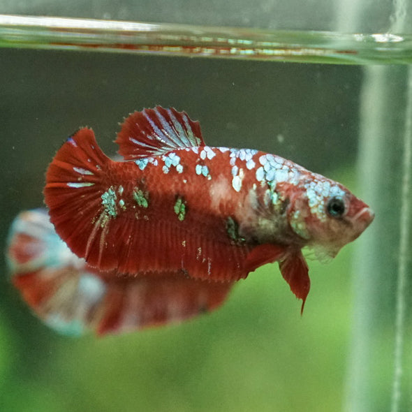 Multicolor/ Galaxy Koi Plakat- Female- 13 Weeks Old