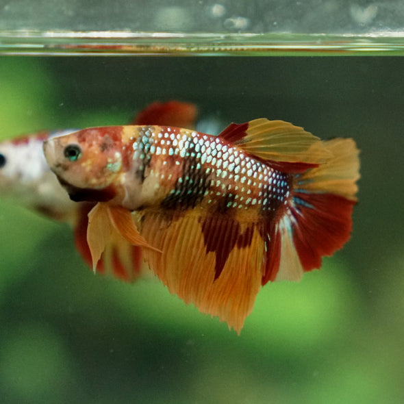 Multicolor/ Galaxy Koi Halfmoon - Female- 13 Weeks Old