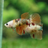Multicolor/ Galaxy Koi Halfmoon - Female- 13 Weeks Old