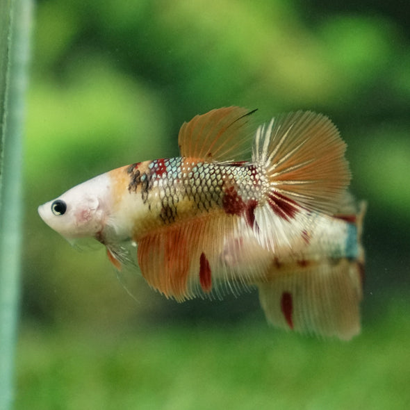 Multicolor/ Galaxy Koi Halfmoon - Female- 13 Weeks Old