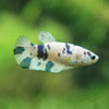 Blue/Green Dalmatian Plakat- Female