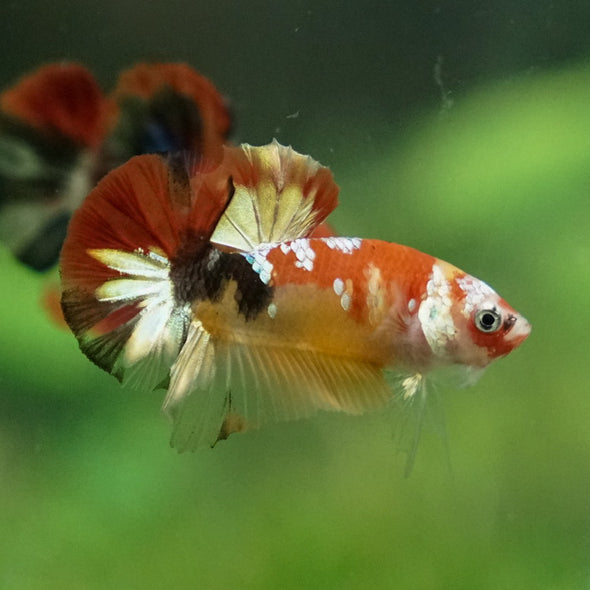 Multicolor/Galaxy Koi Plakat -12 weeks Old