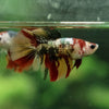 Multicolor/ Galaxy Koi Halfmoon - Female- 14 Weeks Old