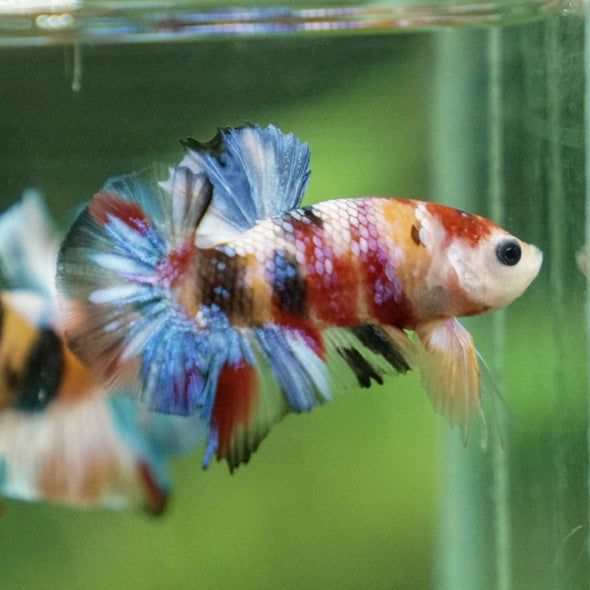 Multicolor/Galaxy Koi Plakat -16 weeks Old