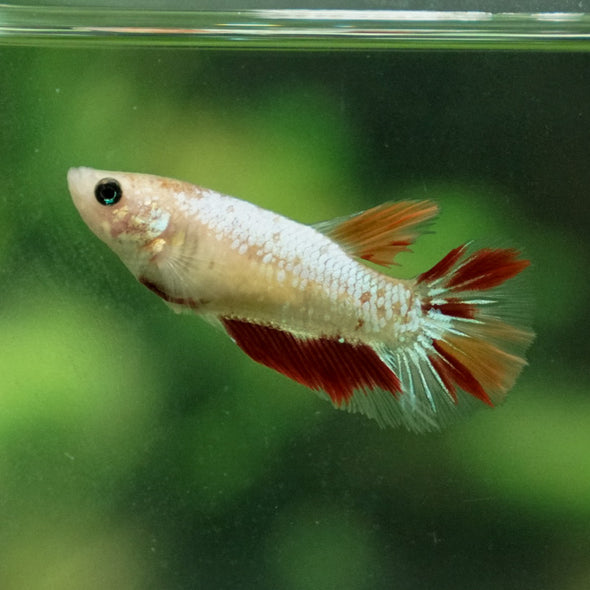 Multicolor/ Galaxy Koi Halfmoon - Female- 13 Weeks Old