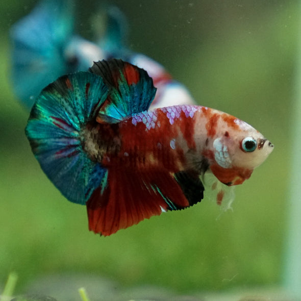 Multicolor/Galaxy Koi Plakat -11 weeks Old