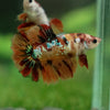 Multicolor/ Galaxy Koi Halfmoon - Female- 13 Weeks Old