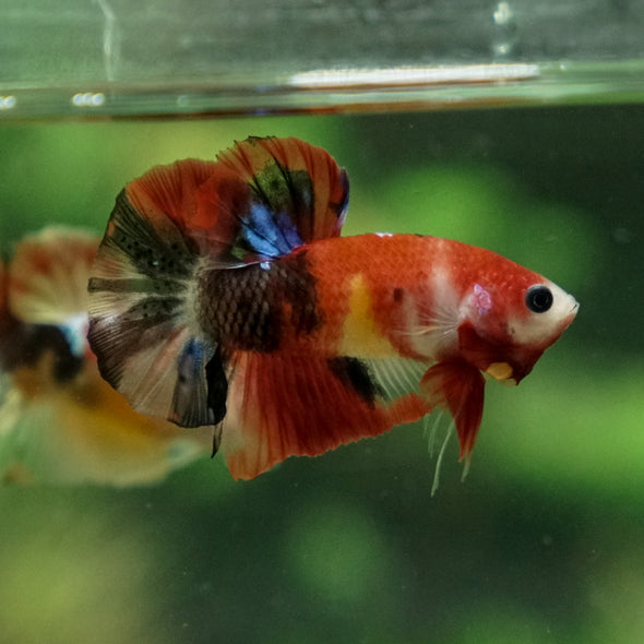 Multicolor/Galaxy Koi Plakat -11 weeks Old