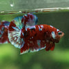 Multicolor/Galaxy Koi Plakat -13 weeks Old