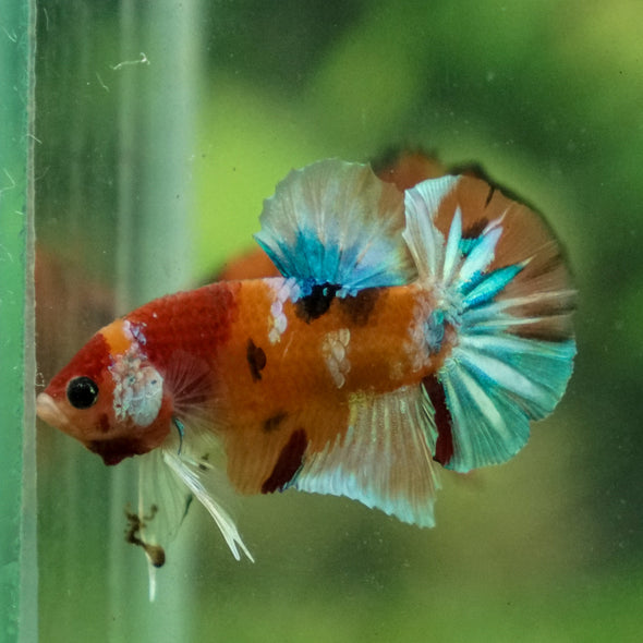 Multicolor/Galaxy Koi Plakat -13 weeks Old