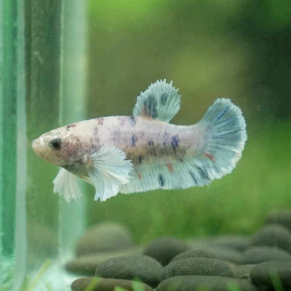 Candy Koi Plakat- Female- 9 Weeks Old