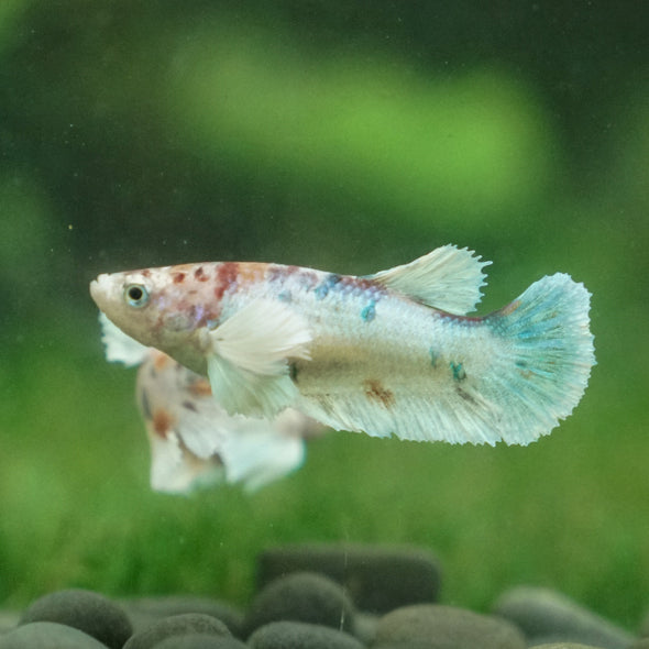 Candy Koi Plakat- Female- 9 Weeks Old