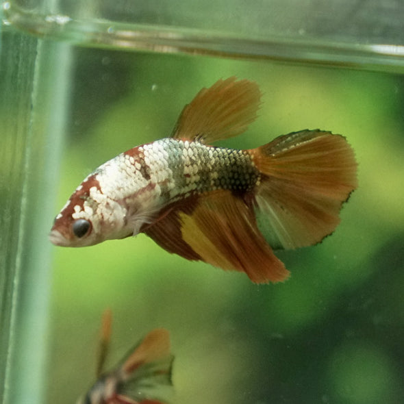 Multicolor/ Galaxy Koi Halfmoon - Female- 14 Weeks Old