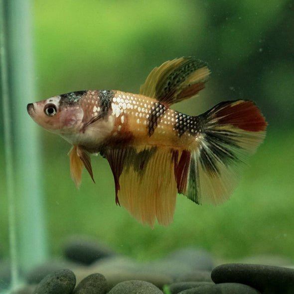 Multicolor/ Galaxy Koi Halfmoon - Female- 14 Weeks Old