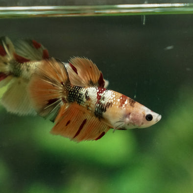 Multicolor/ Galaxy Koi Halfmoon - Female- 13 Weeks Old
