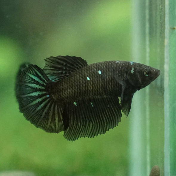 Black Galaxy Koi (Avatar) Halfmoon - Female- 13 Weeks Old