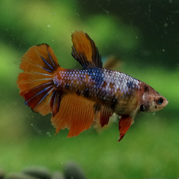 Multicolor/ Galaxy Koi Halfmoon - Female- 14 Weeks Old