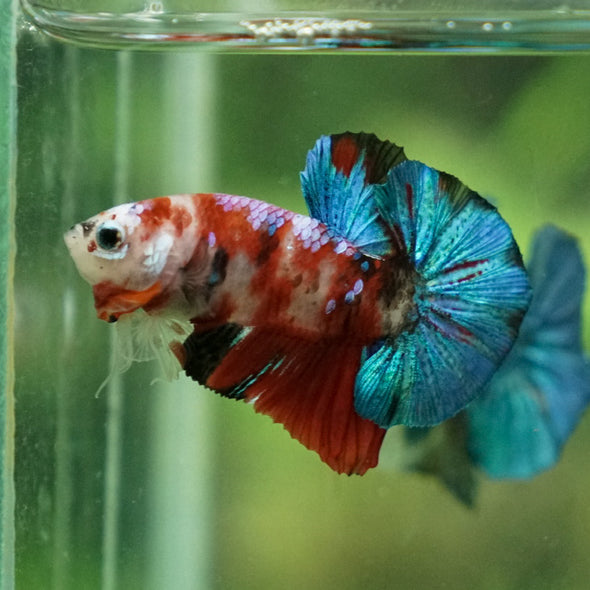 Multicolor/Galaxy Koi Plakat -11 weeks Old